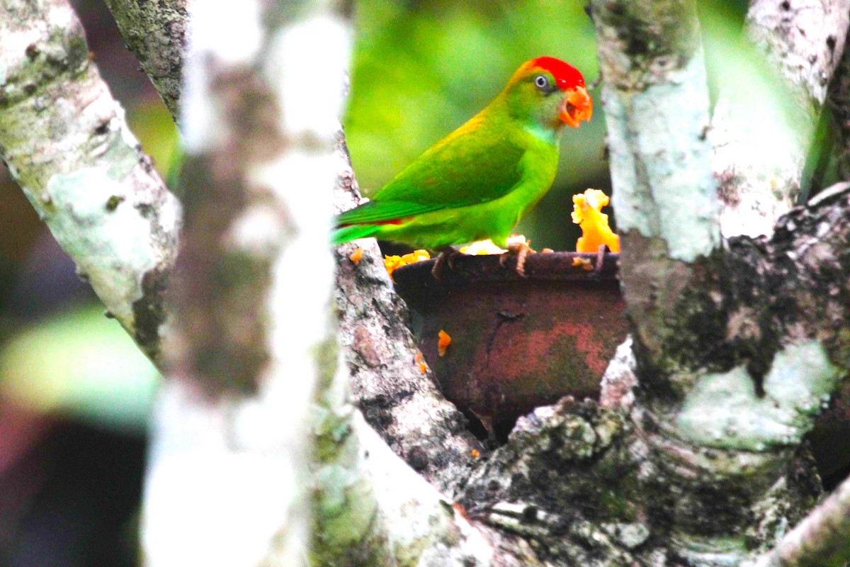 Sri Lanka Hanging-Parrot - ML621138152