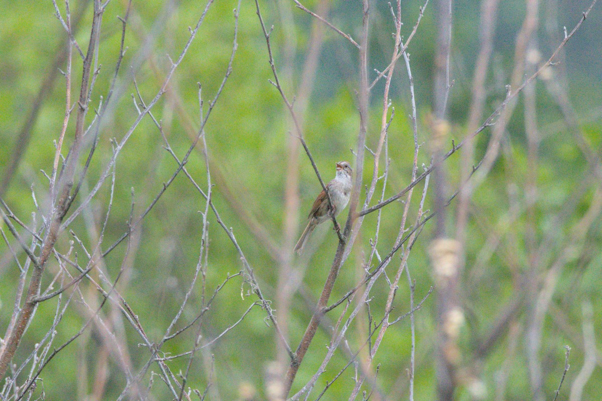 Swamp Sparrow - ML621138162