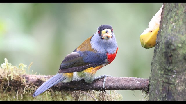 Toucan Barbet - ML621138165