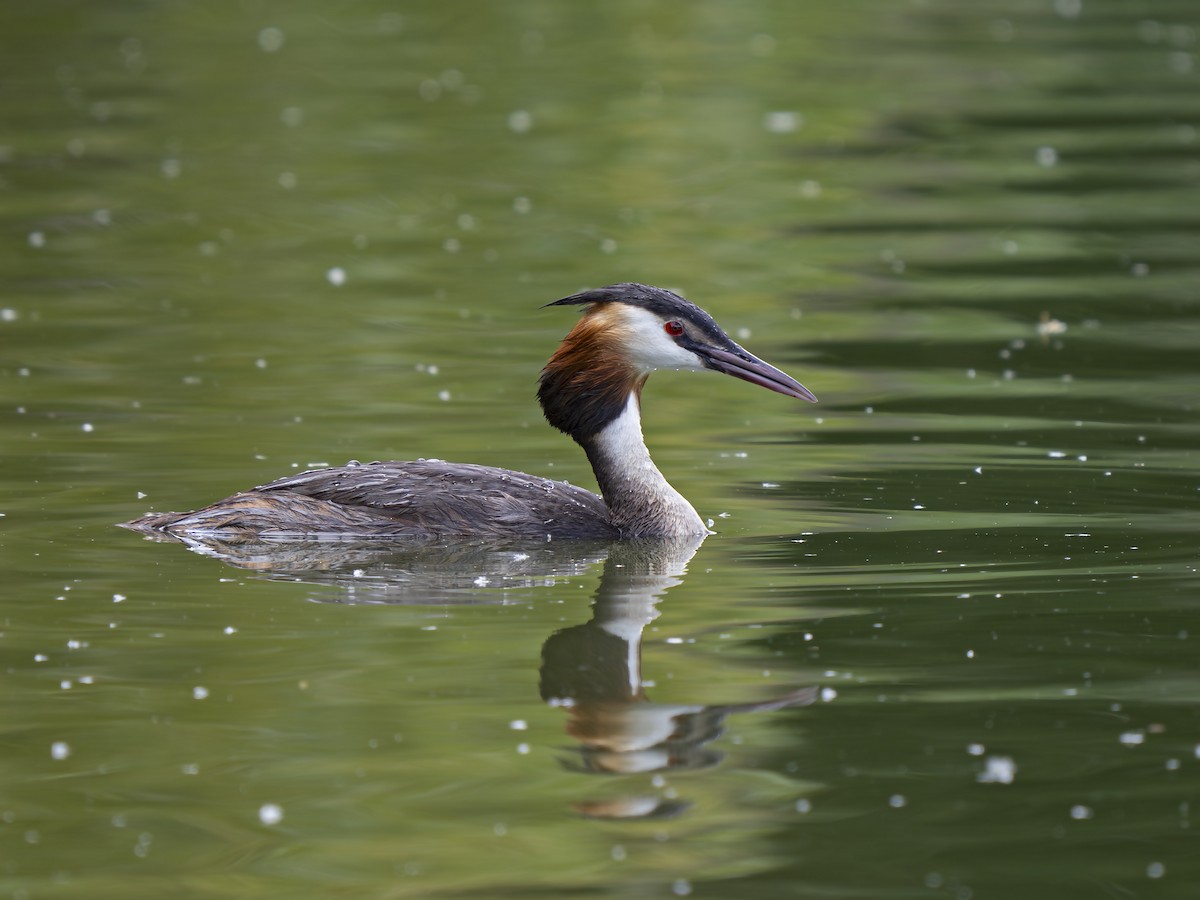 Great Crested Grebe - ML621138172