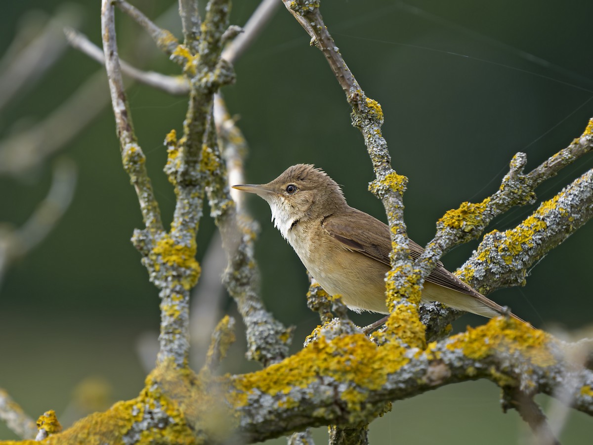 Common Reed Warbler - ML621138180