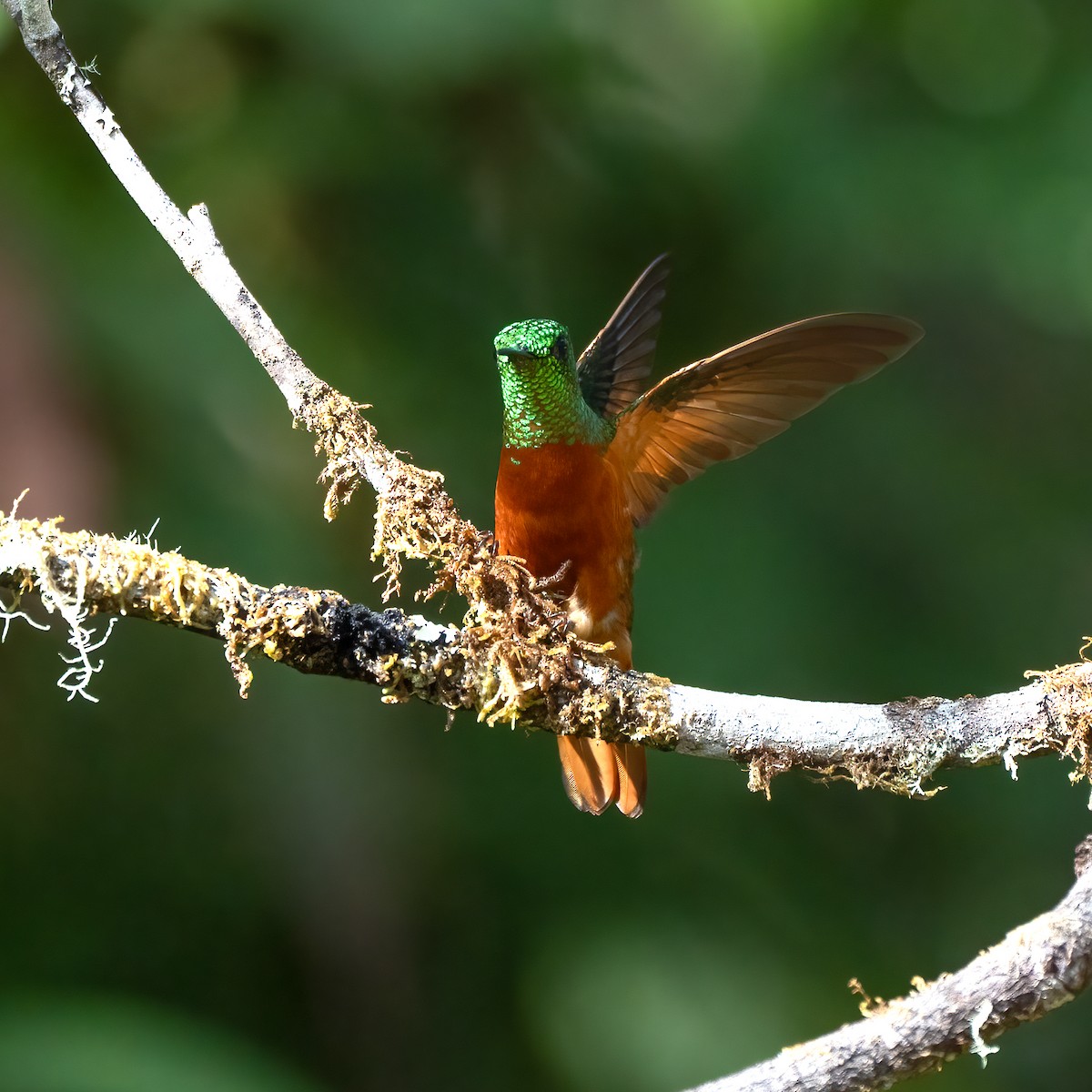 kolibřík peruánský - ML621138189
