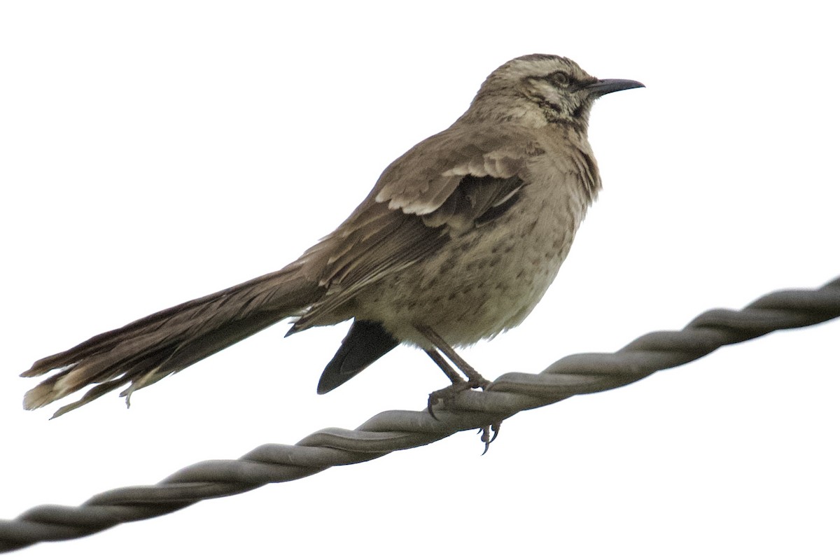 Long-tailed Mockingbird - ML621138197