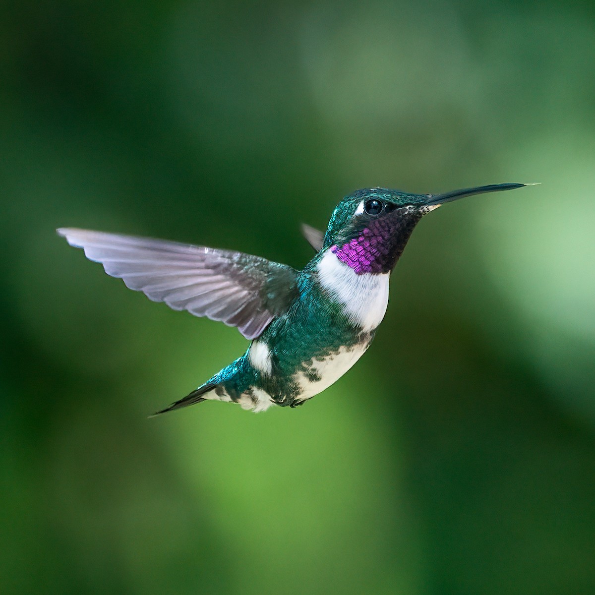 kolibřík peruánský - ML621138228