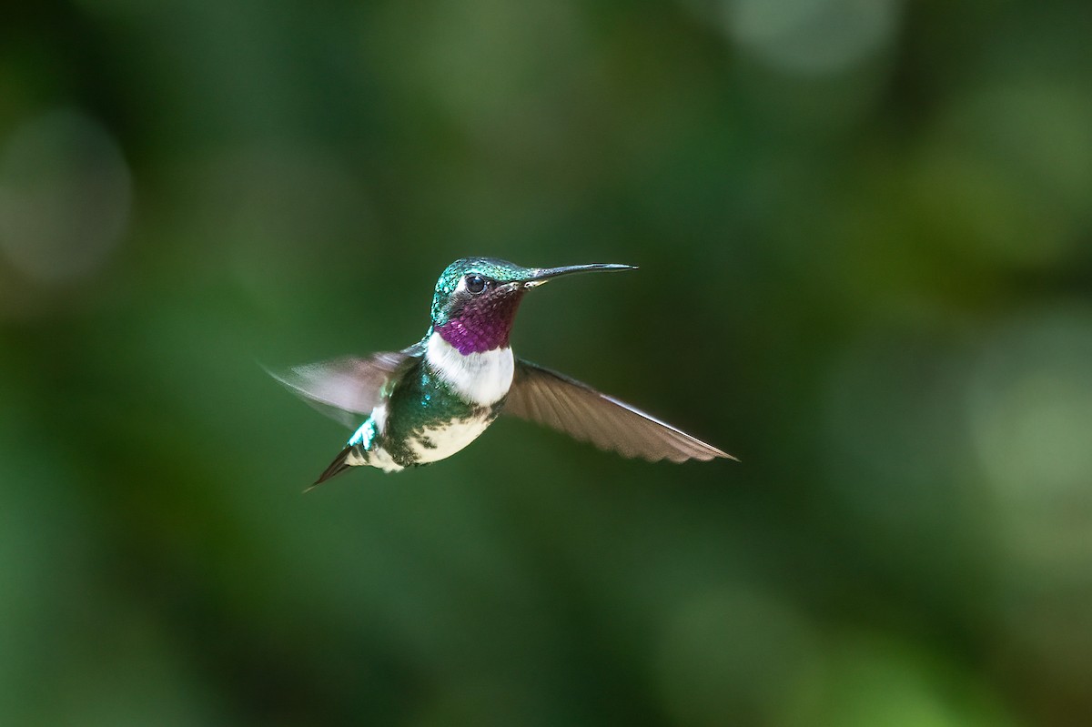 kolibřík peruánský - ML621138229