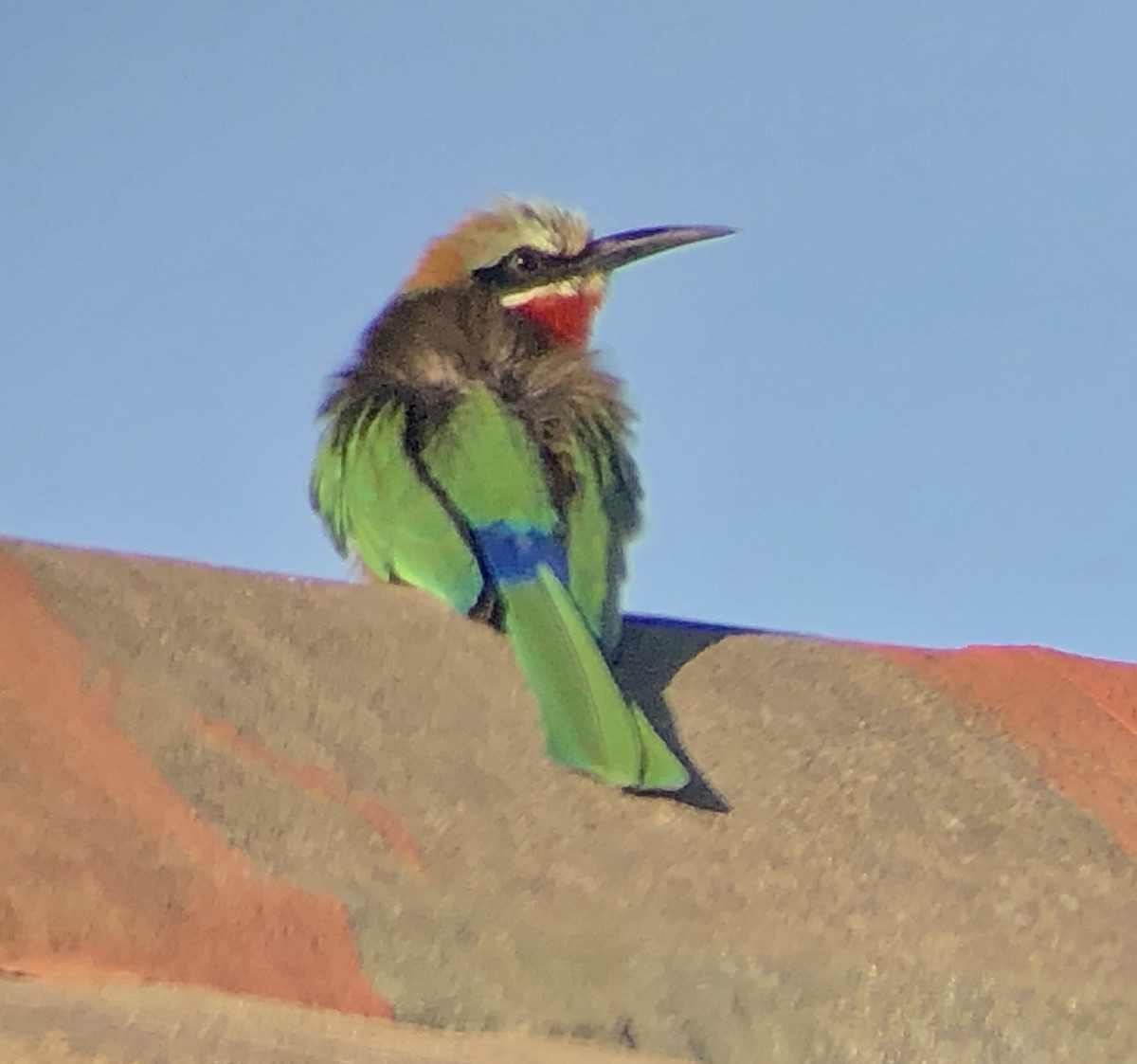White-fronted Bee-eater - ML621138241