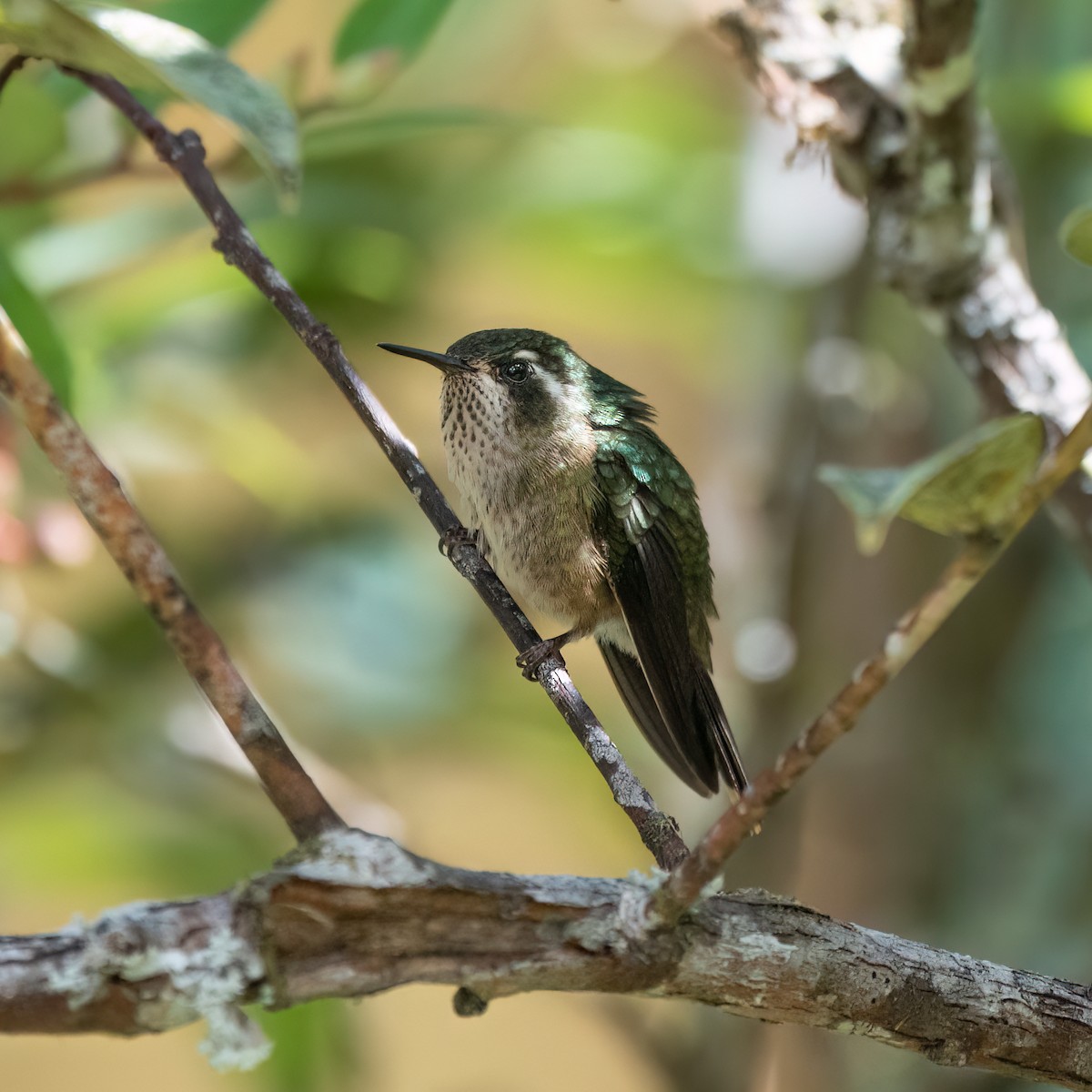 Speckled Hummingbird - ML621138249