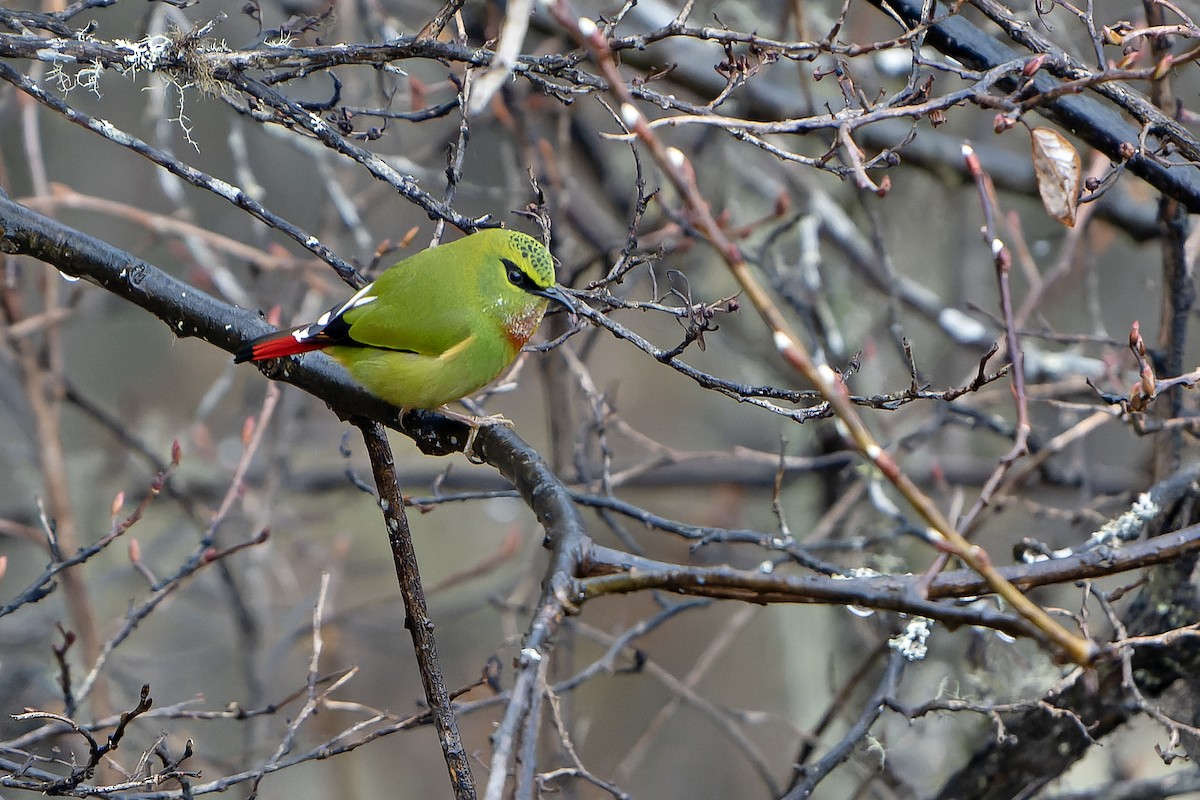 Fire-tailed Myzornis - Daniel López-Velasco | Ornis Birding Expeditions