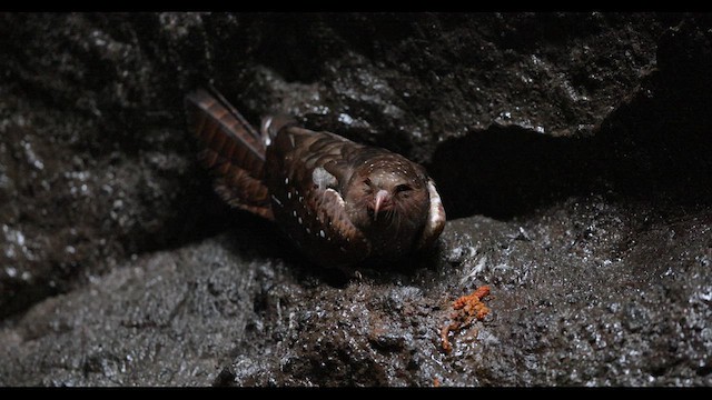 Oilbird - ML621138259