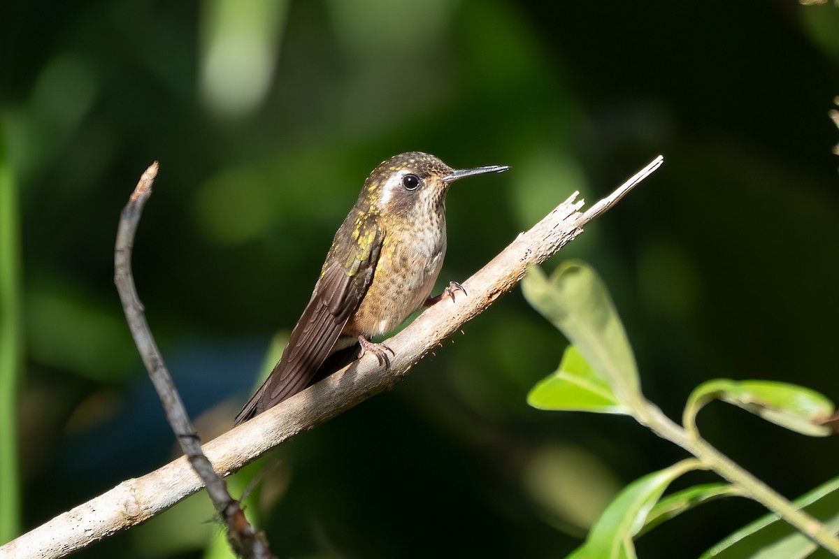 Speckled Hummingbird - ML621138270