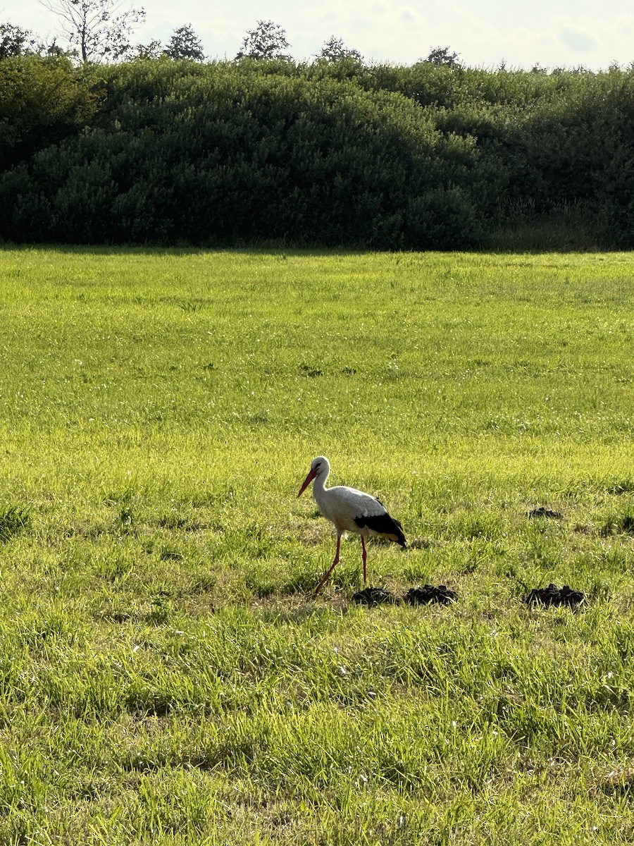 White Stork - ML621138328