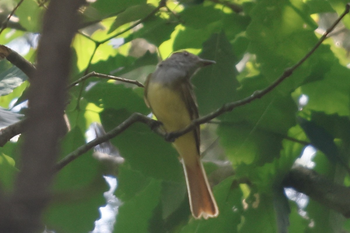 Great Crested Flycatcher - ML621138349