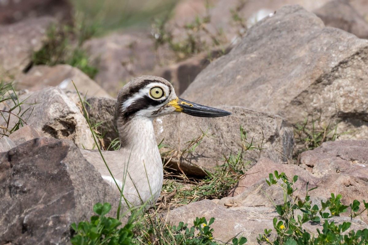 Great Thick-knee - ML621138431