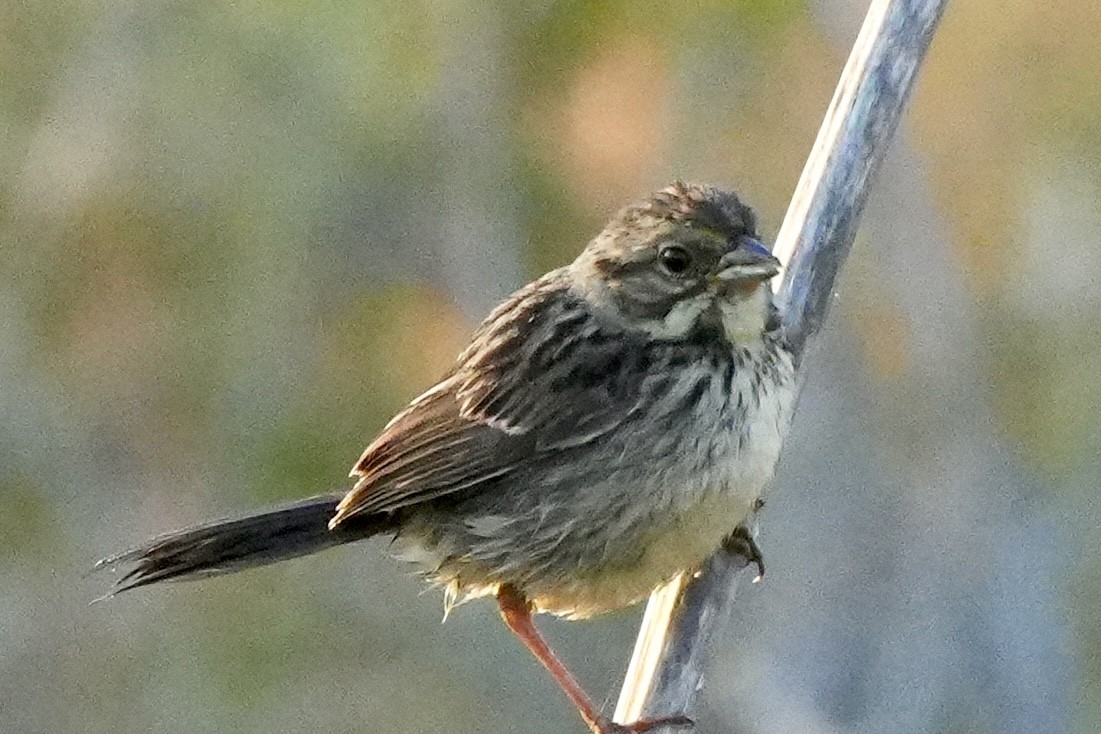 Savannah Sparrow - ML621138447