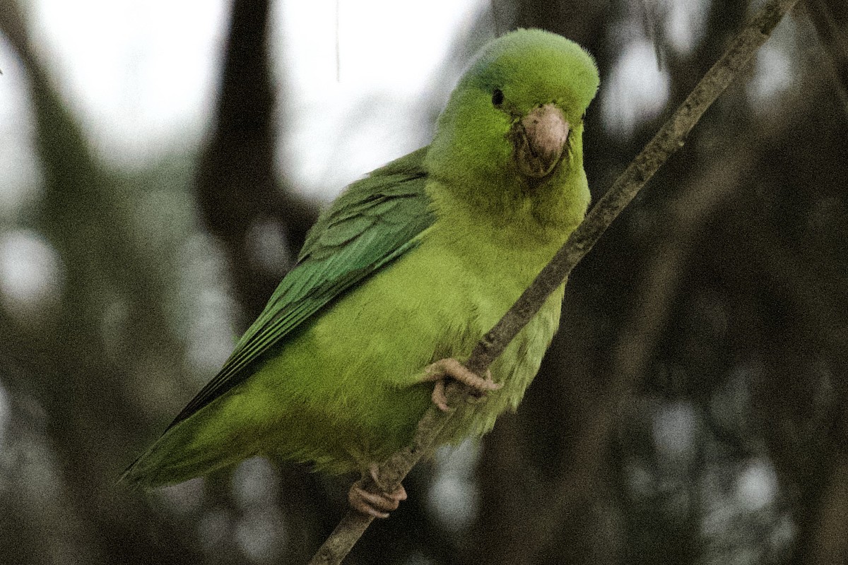 Папуга-горобець еквадорський - ML621138448