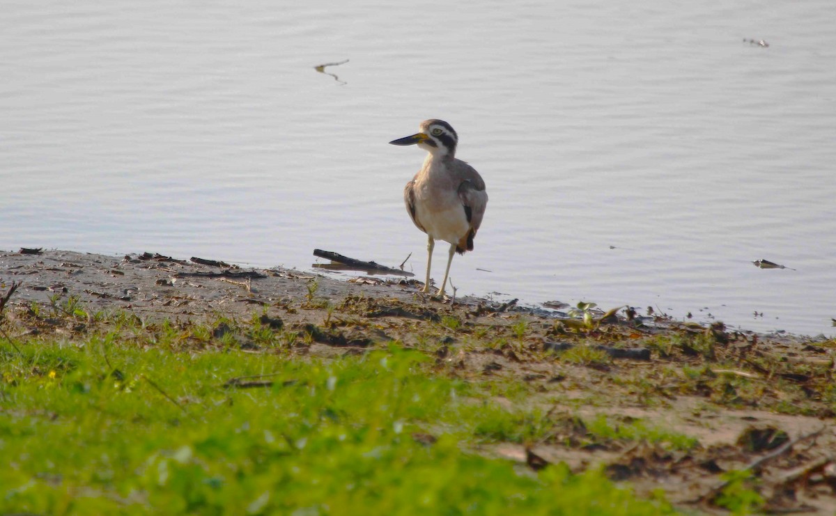 Great Thick-knee - ML621138452