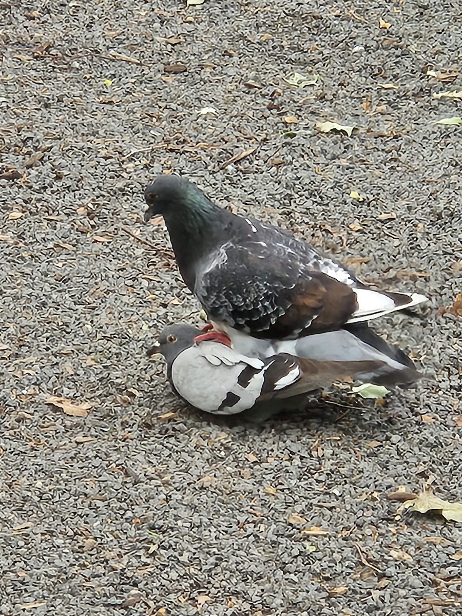 Rock Pigeon (Feral Pigeon) - ML621138455