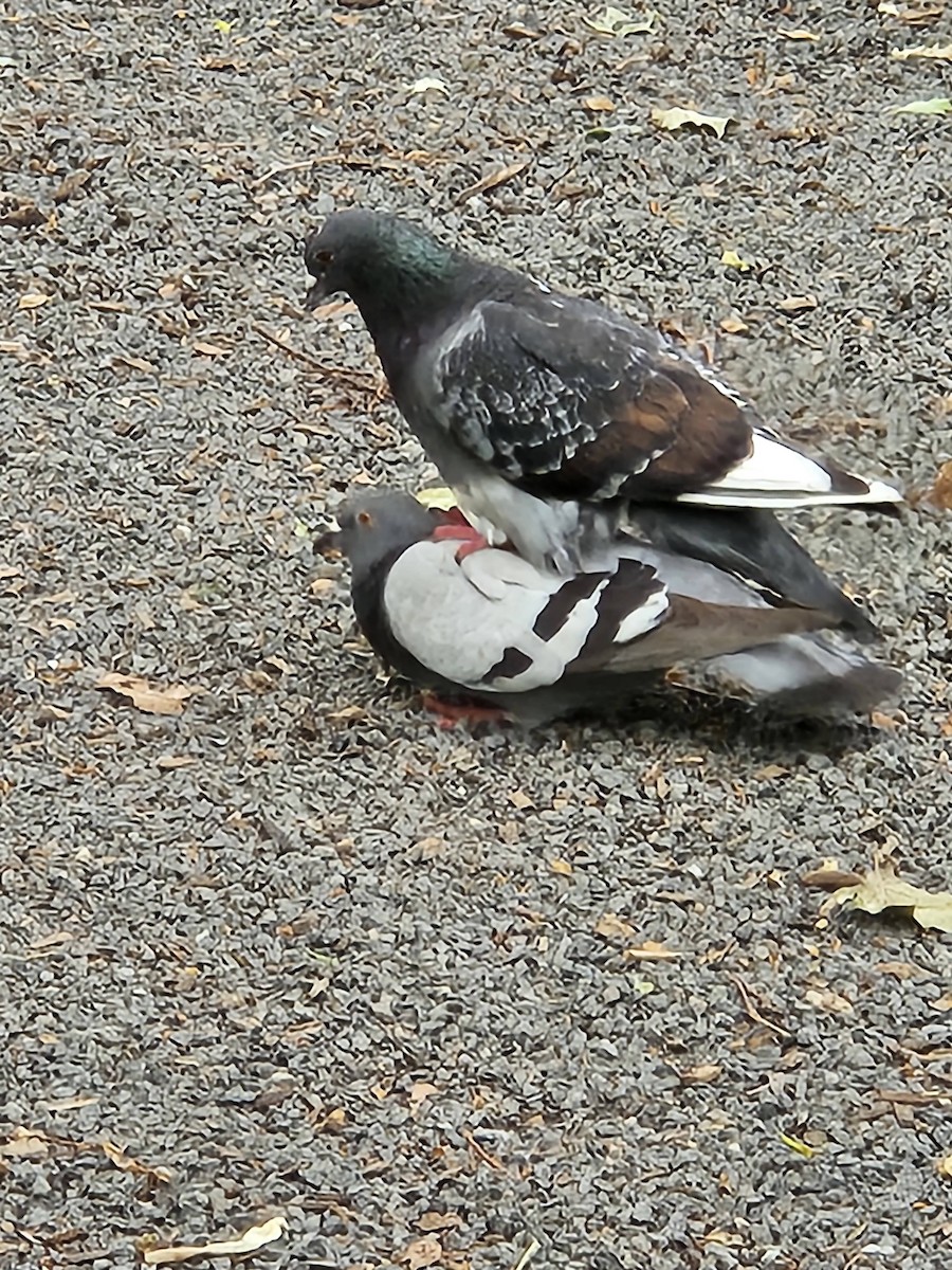 Rock Pigeon (Feral Pigeon) - ML621138457