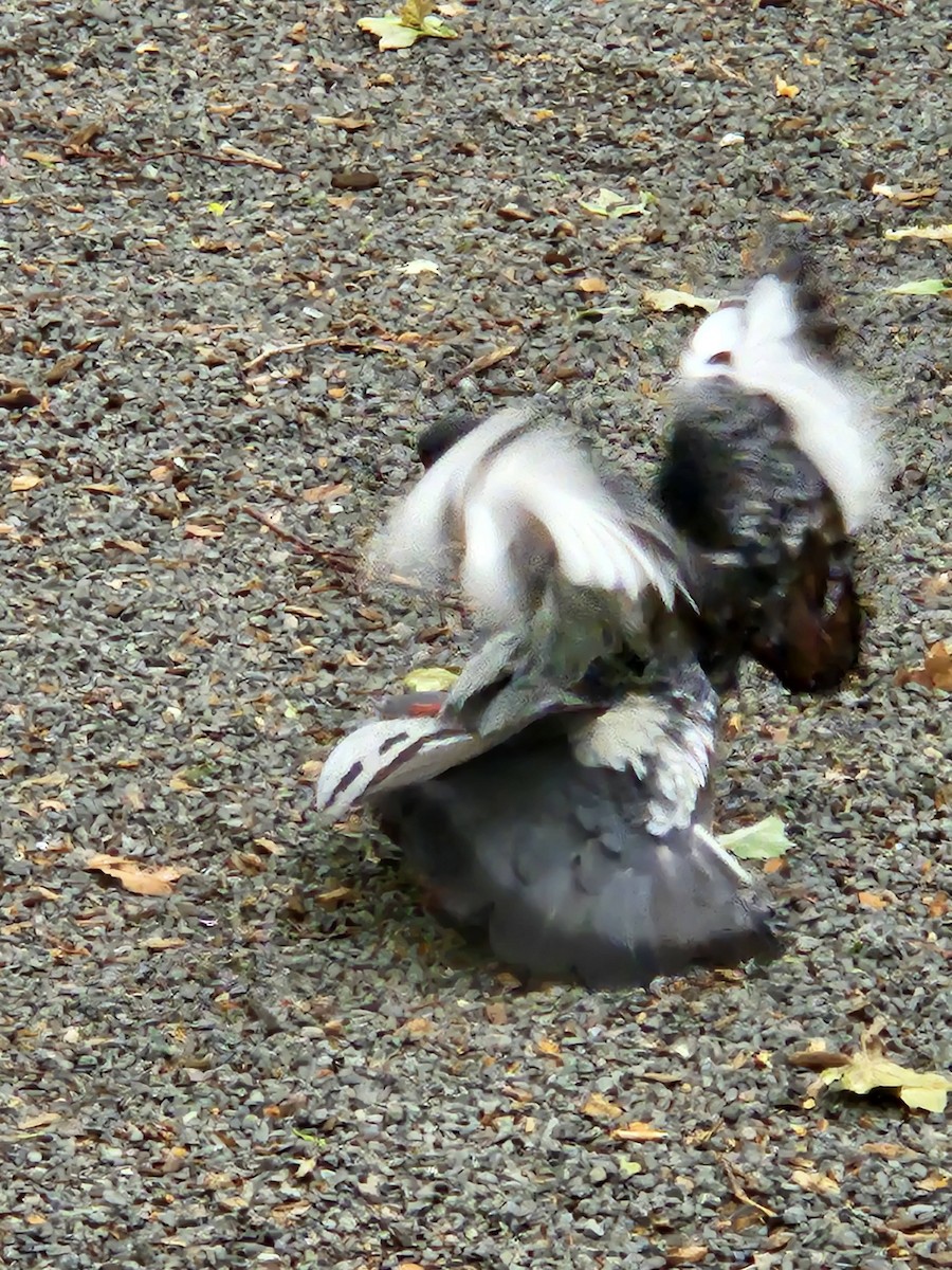 holub skalní (domácí) - ML621138458