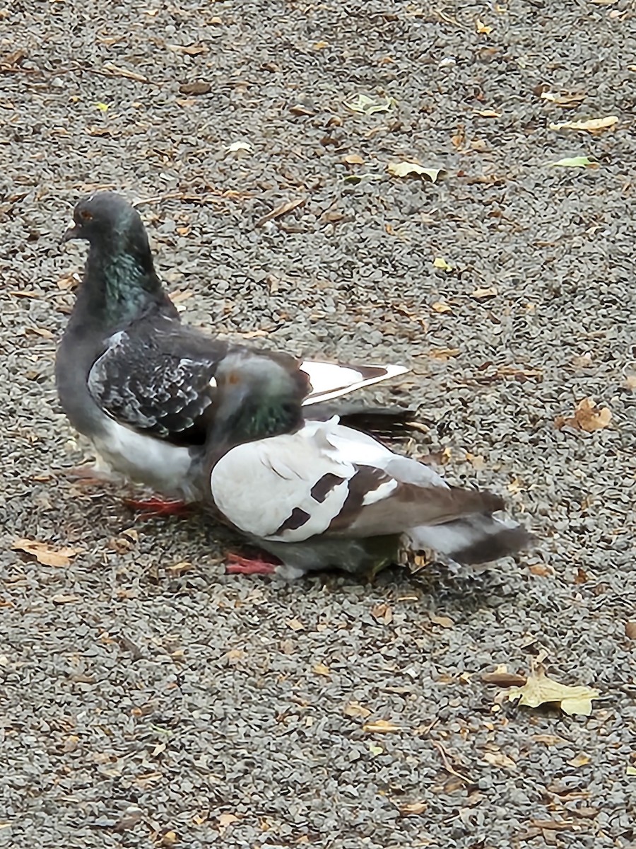 Rock Pigeon (Feral Pigeon) - ML621138459