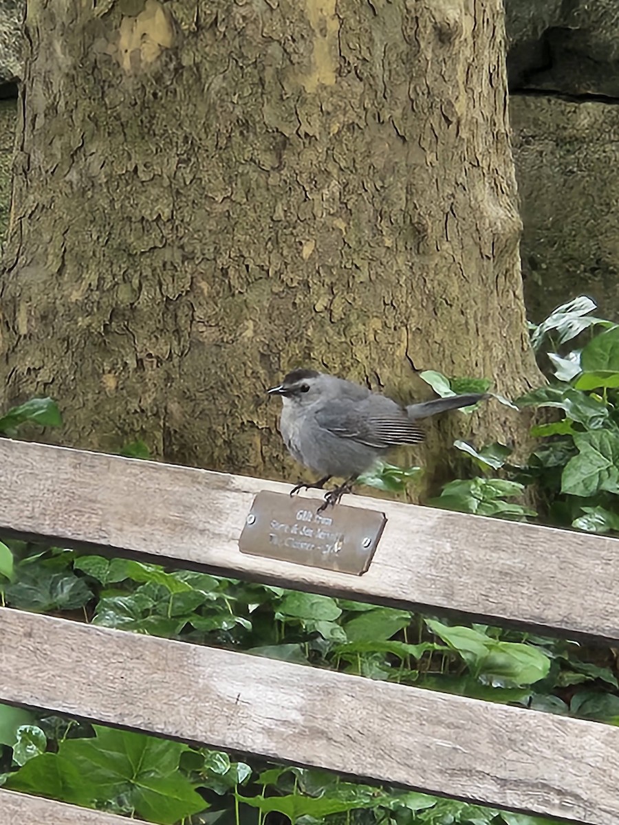 Gray Catbird - ML621138473