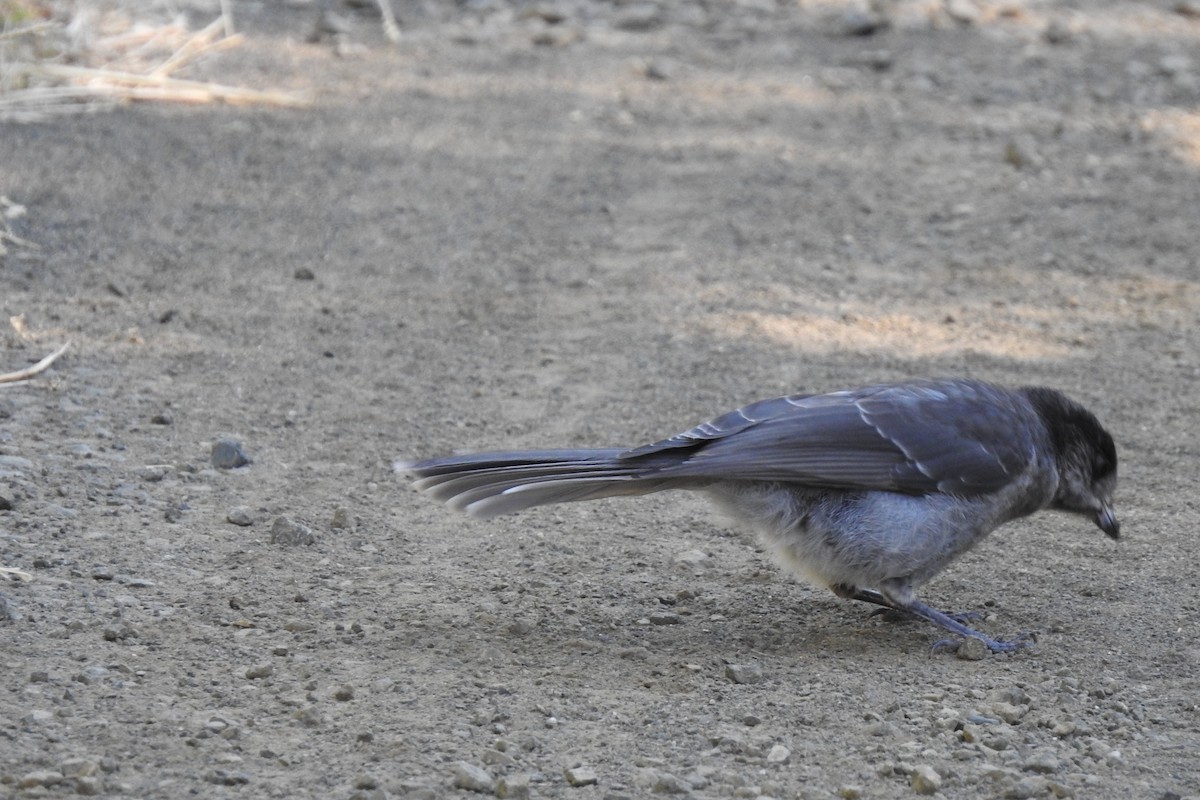 Canada Jay - ML621138494