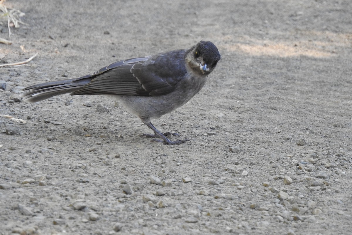 Canada Jay - ML621138512