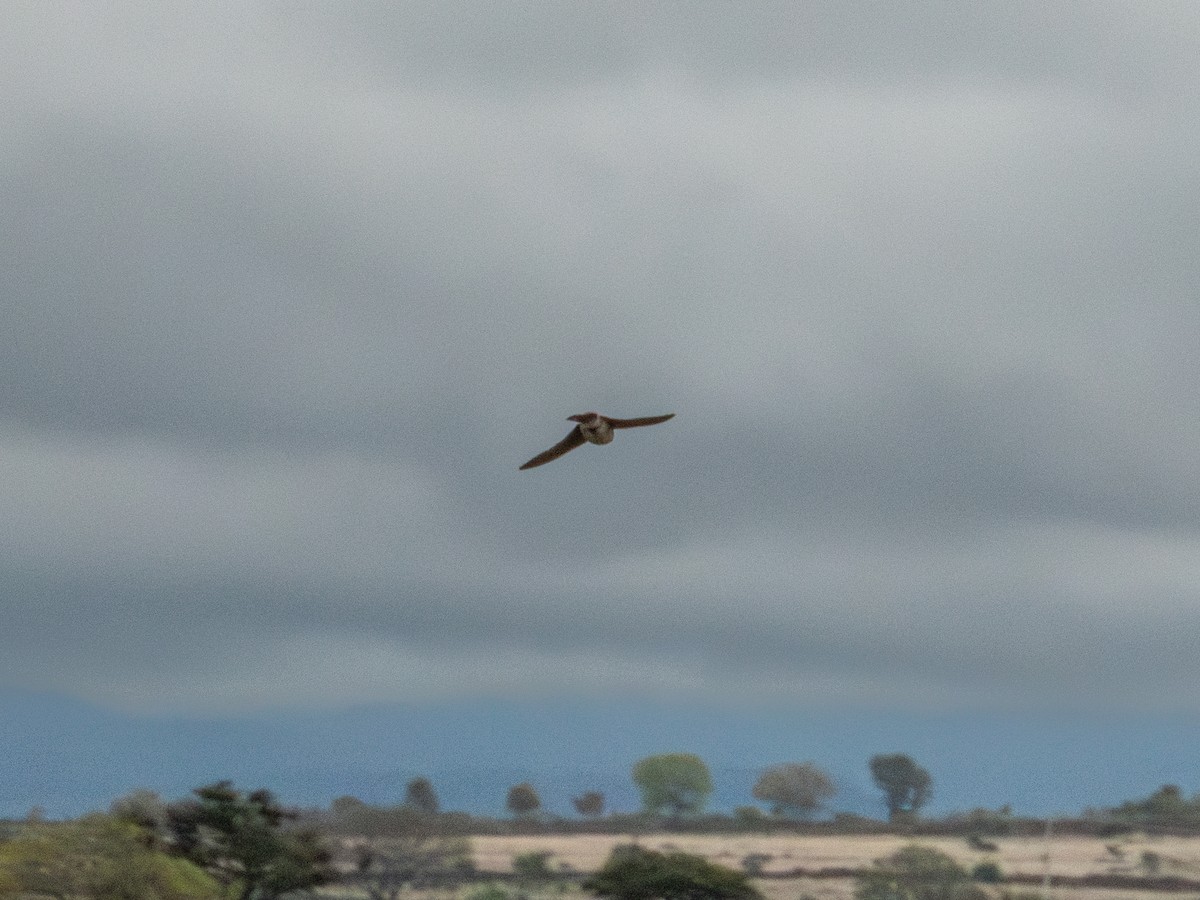 Cliff Swallow (melanogaster) - ML621138564