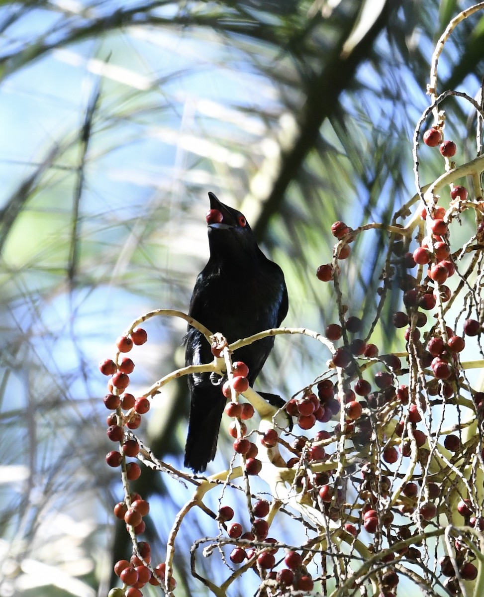 Metallic Starling - ML621138567