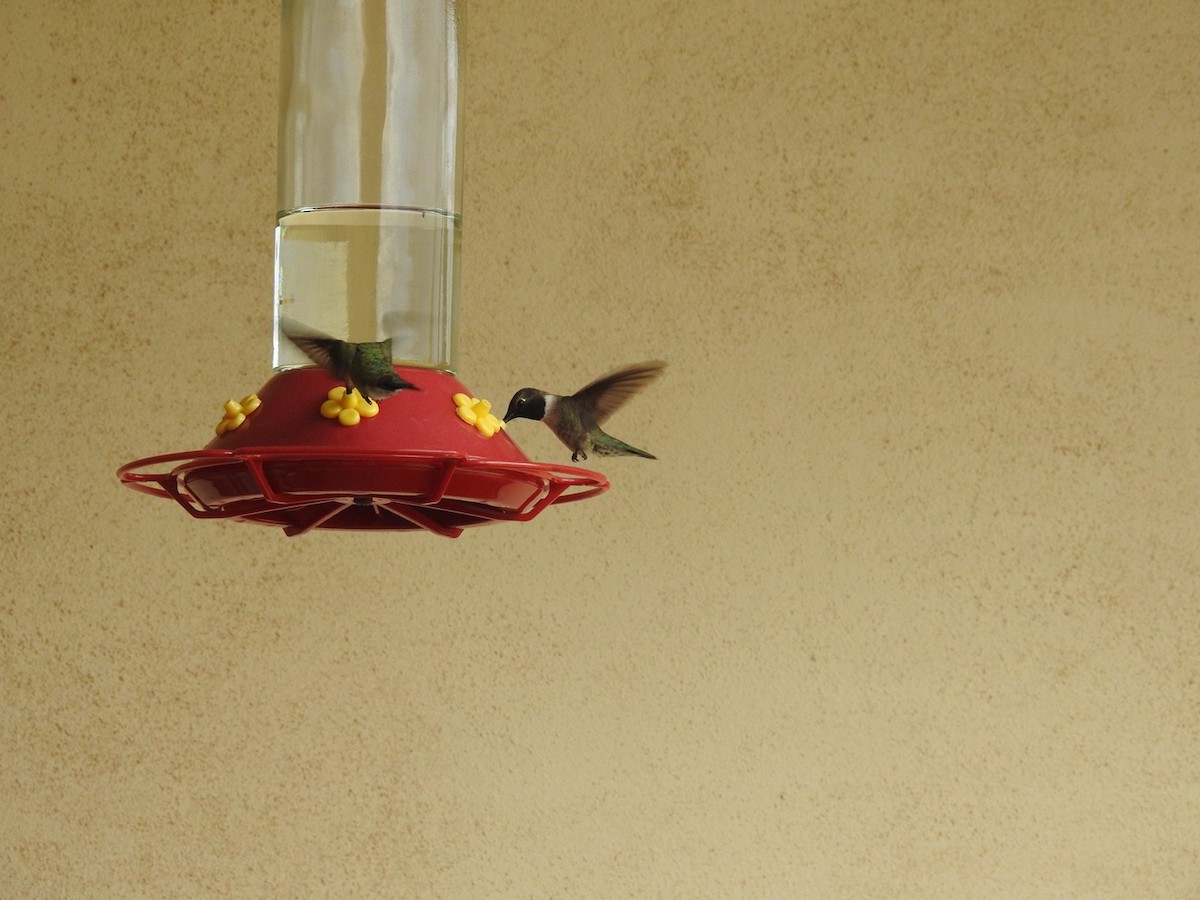 Black-chinned Hummingbird - ML621138574
