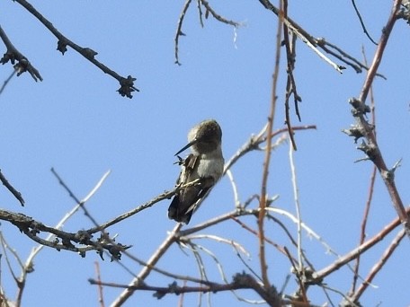 Black-chinned Hummingbird - ML621138575