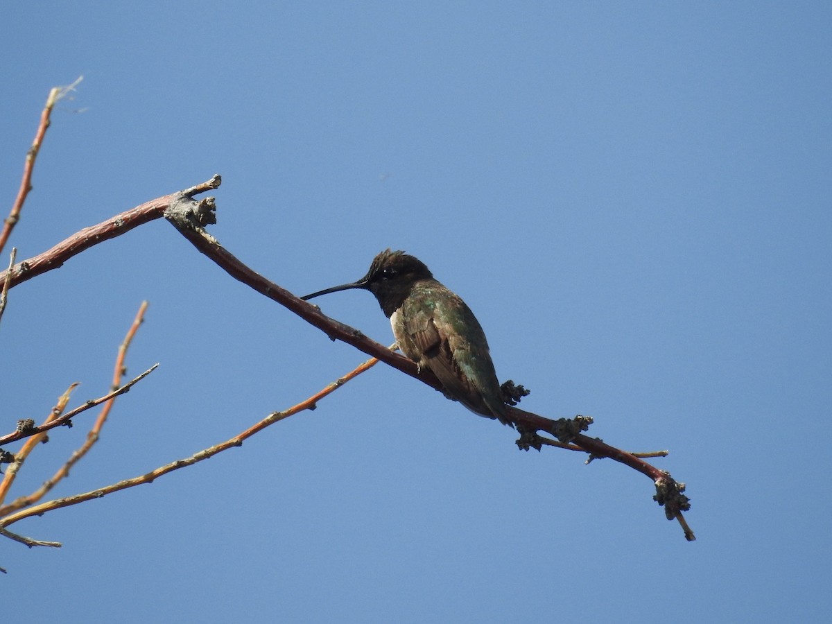 Black-chinned Hummingbird - ML621138576