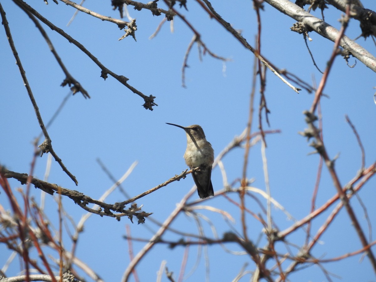 Black-chinned Hummingbird - ML621138577