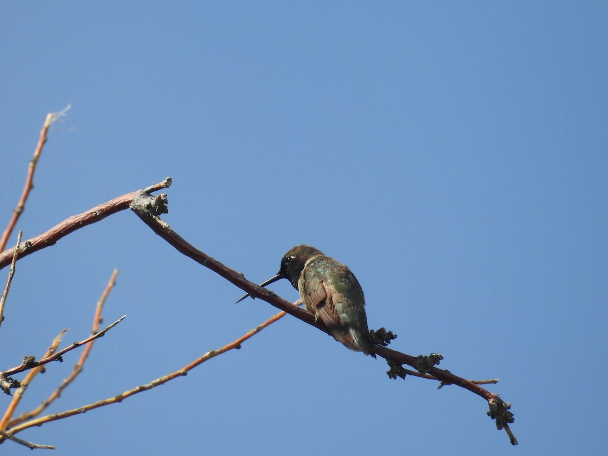 Black-chinned Hummingbird - ML621138578
