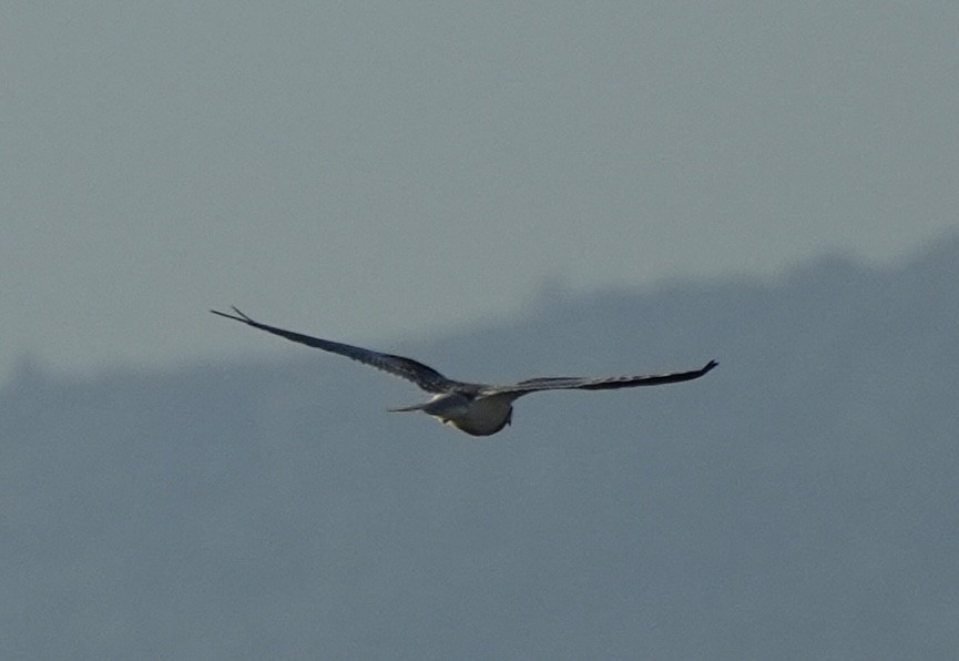White-tailed Kite - ML621138638
