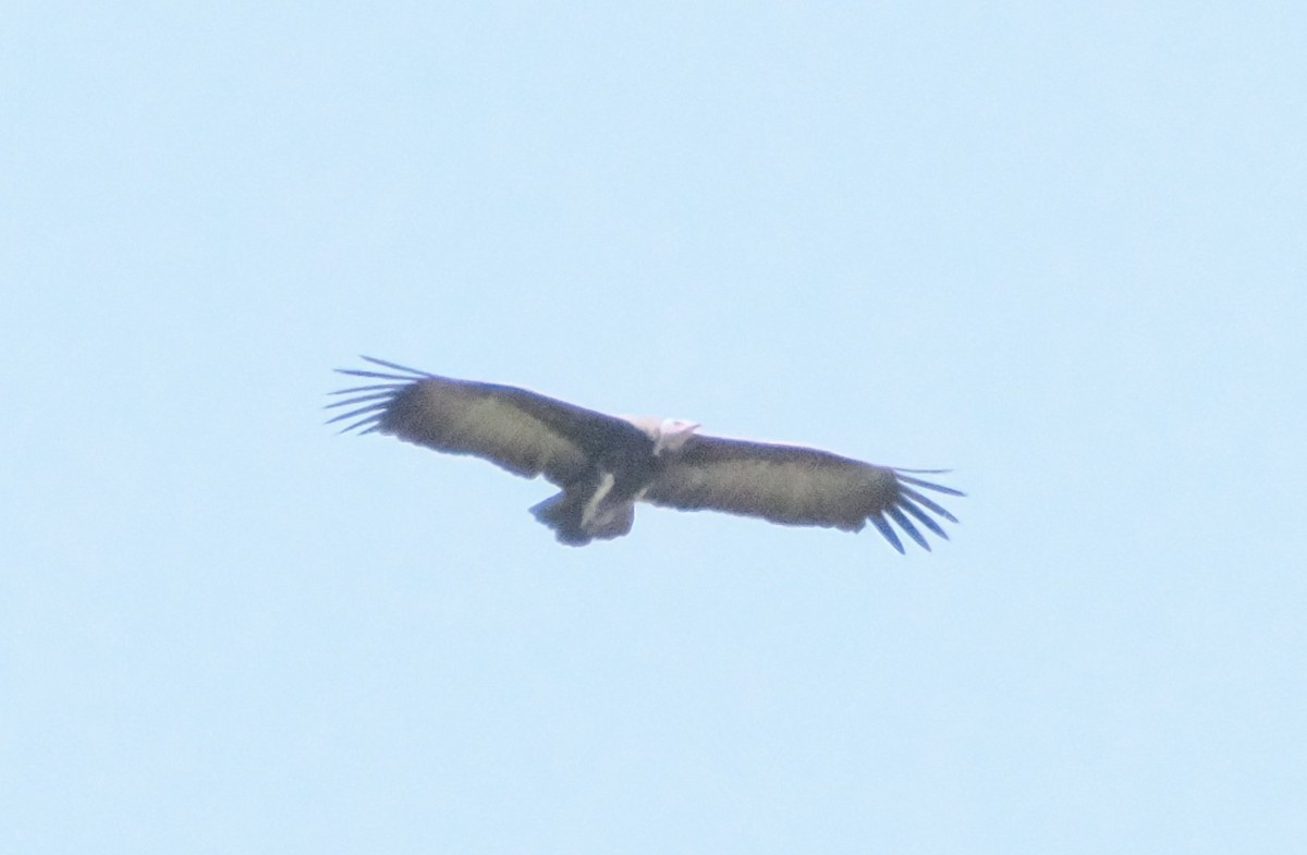 White-headed Vulture - ML621138645