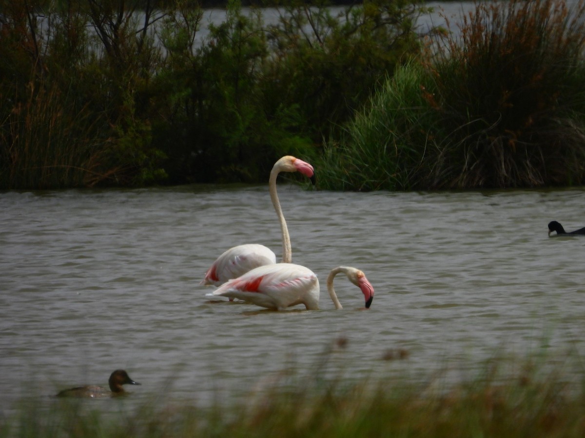 Greater Flamingo - ML621138655