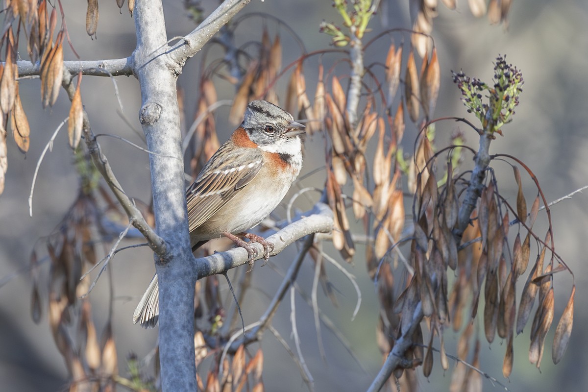 Rufous-collared Sparrow - ML621138657