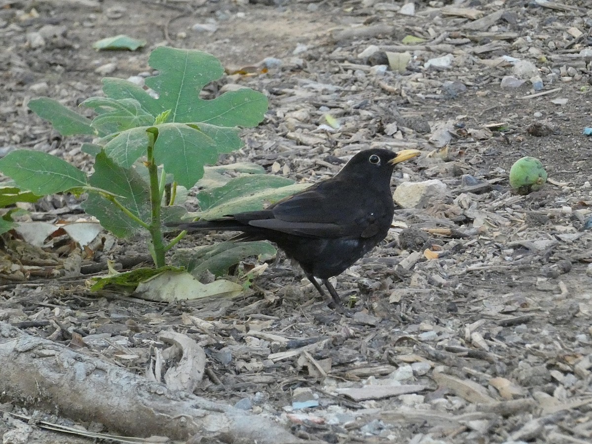 Eurasian Blackbird - ML621138729