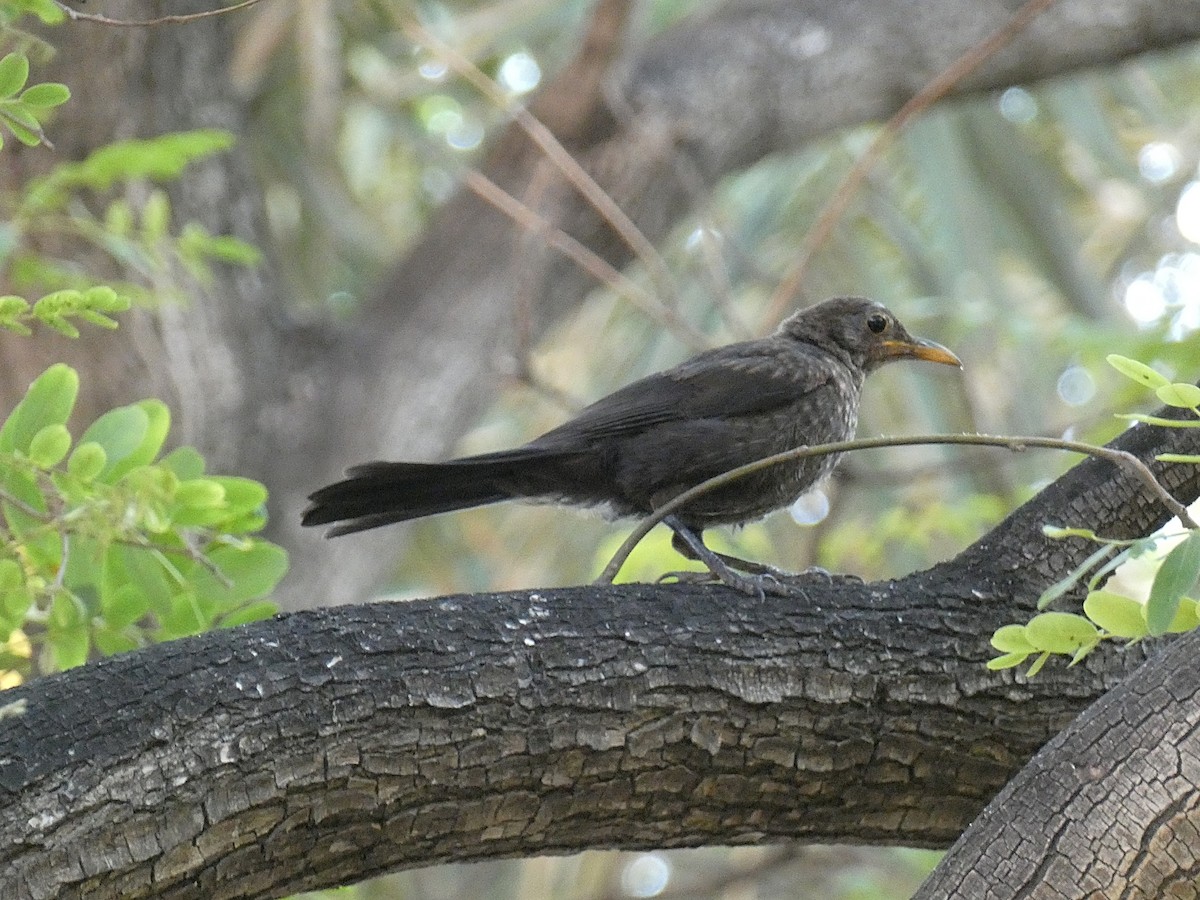 Eurasian Blackbird - ML621138730