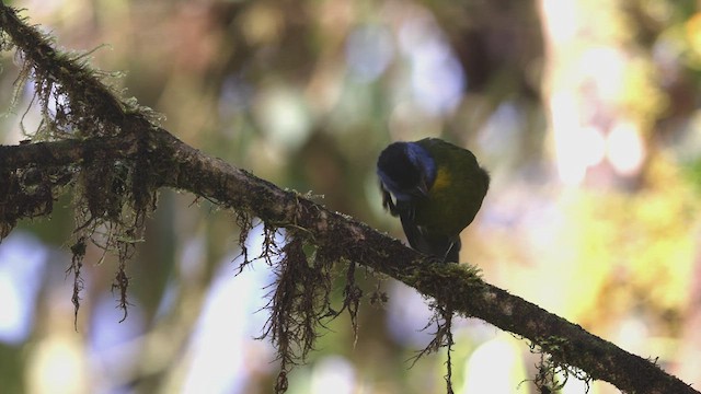 Moss-backed Tanager - ML621138760