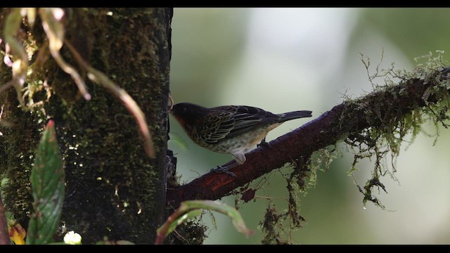 Rufous-throated Tanager - ML621138792