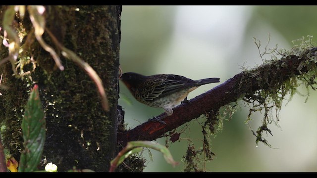 ノドアカフウキンチョウ - ML621138792