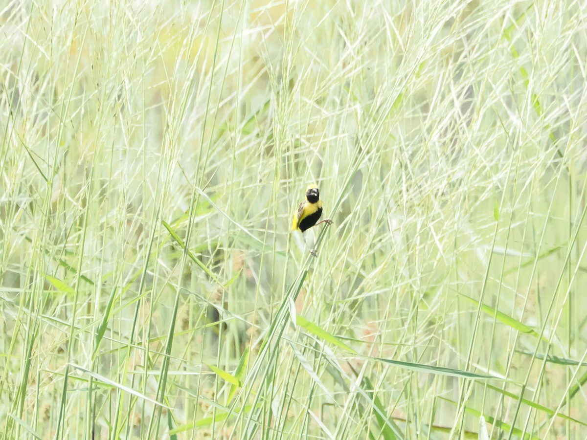 Yellow-crowned Bishop - ML621138818