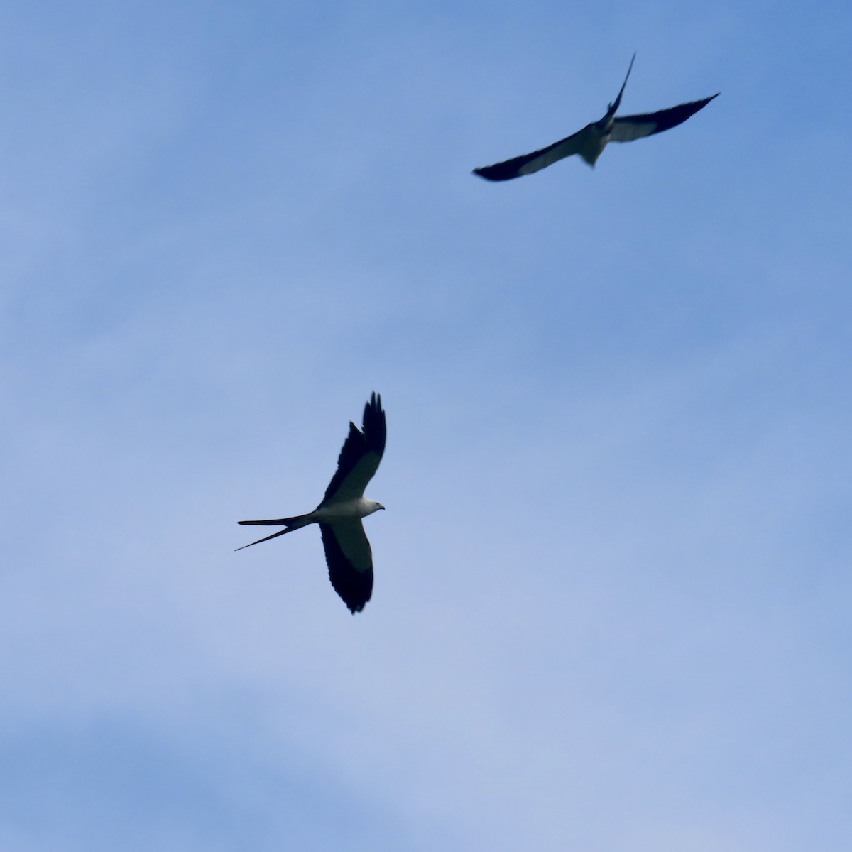 Swallow-tailed Kite - ML621138909