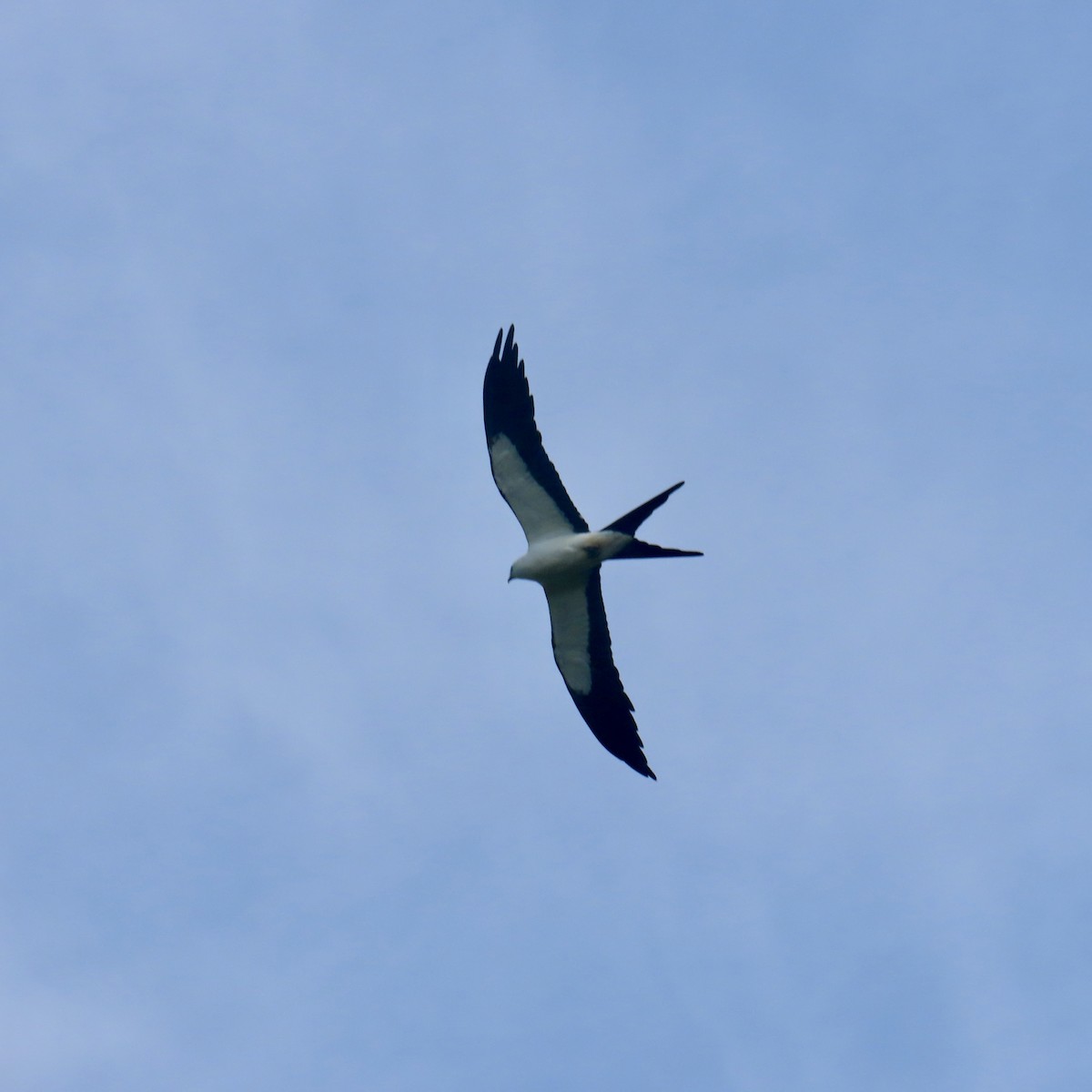 Swallow-tailed Kite - ML621138910