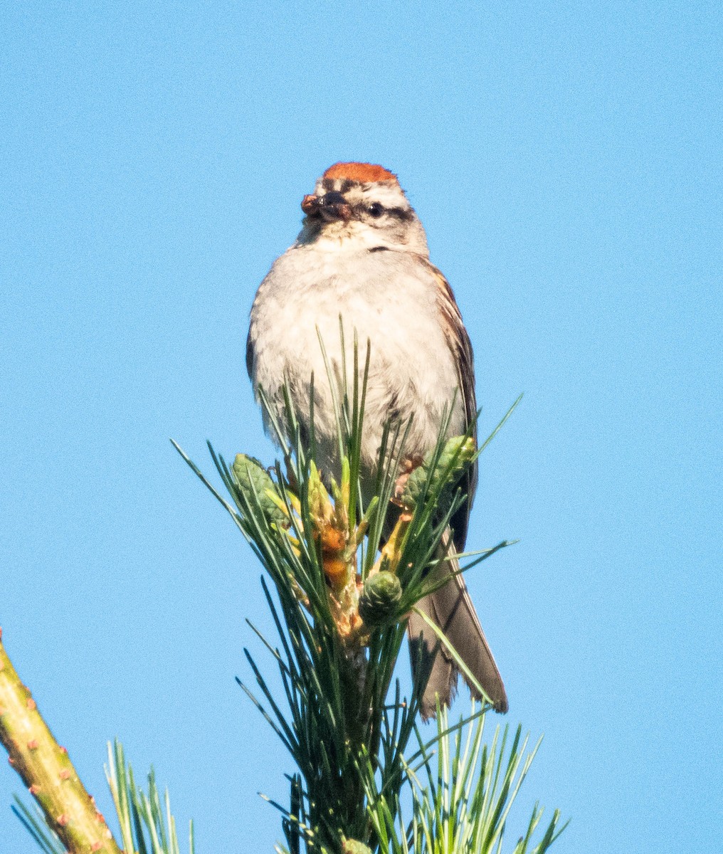 Chipping Sparrow - ML621138929