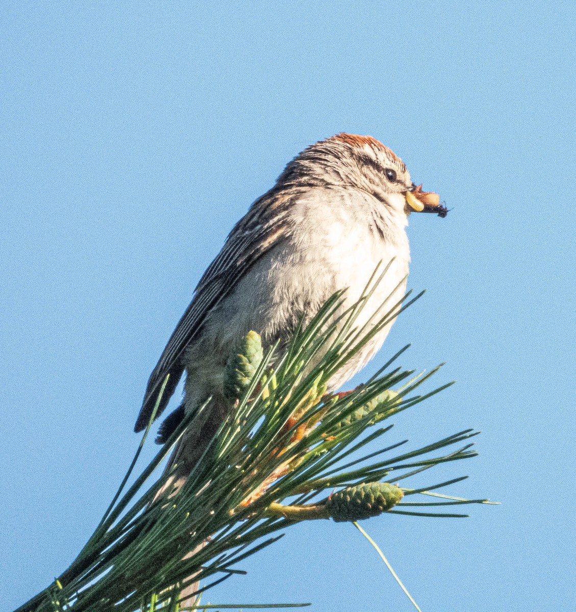 Chipping Sparrow - ML621138933