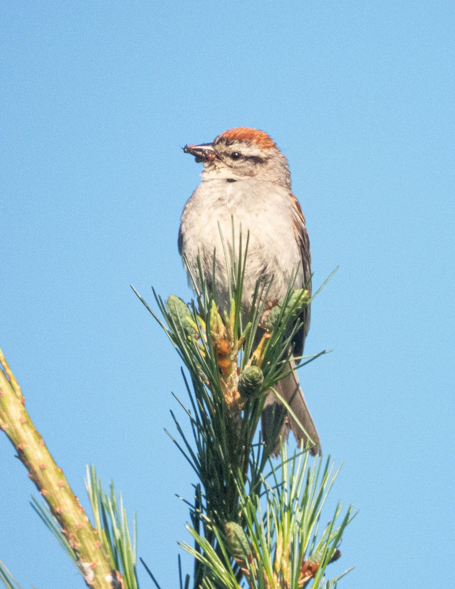 Chipping Sparrow - ML621138934