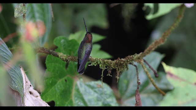 kolibřík zelenočelý - ML621138968